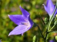 富山県中央植物園の桔梗