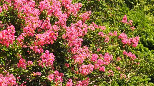 昭和記念公園の百日紅