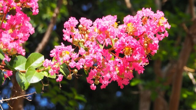 昭和記念公園の百日紅