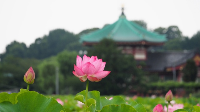 上野恩賜公園不忍池のハス