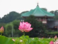 上野恩賜公園不忍池のハス