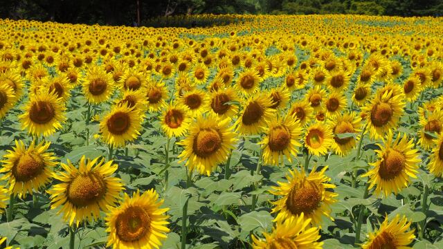 昭和記念公園のひまわり