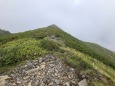 雷鳥を探せ