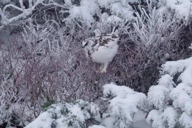 初冬の蝶ヶ岳のチビ雷鳥