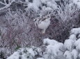 初冬の蝶ヶ岳のチビ雷鳥