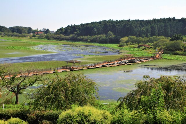 沼に浮かぶ橋 2