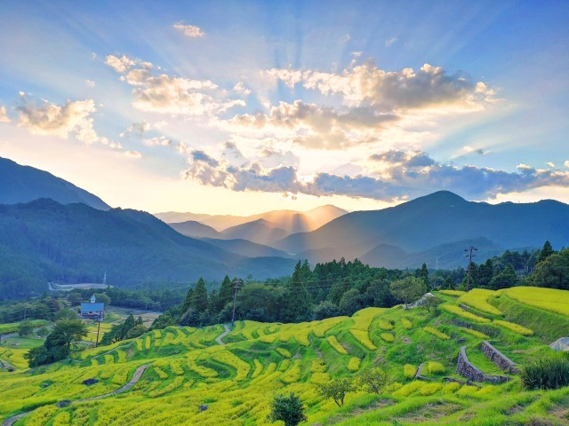 夏の千枚田