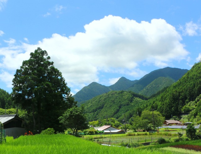 夏の里山