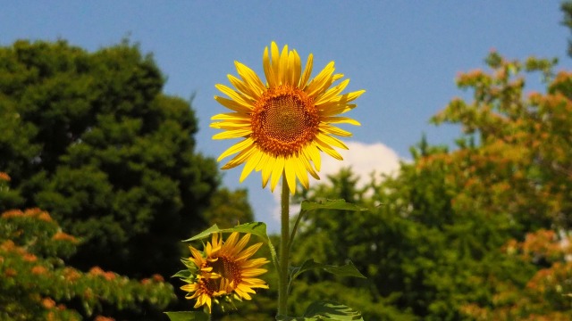 昭和記念公園のひまわり