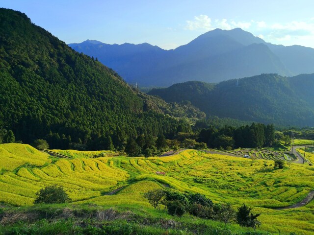 夏の千枚田