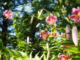 富山県中央植物園のカノコユリ