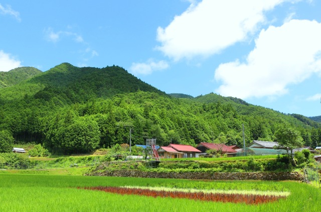 夏の里山