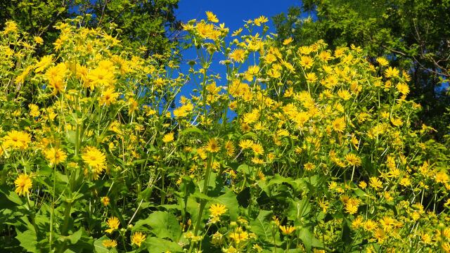 富山植物園のアルニカモンタナ