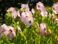 富山県中央植物園のフヨウ