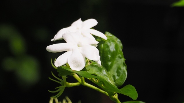 富山県中央植物園のマツリカ