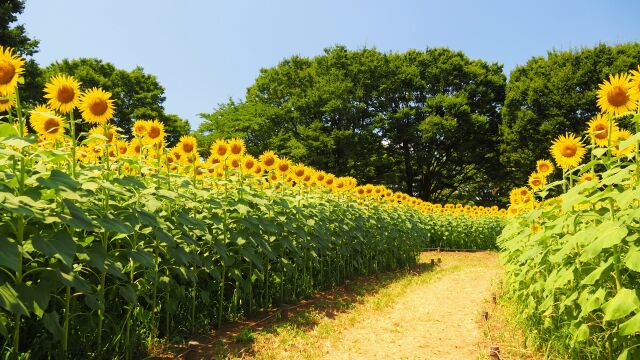 昭和記念公園のひまわり