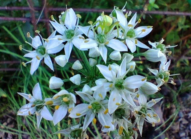 晩夏の花