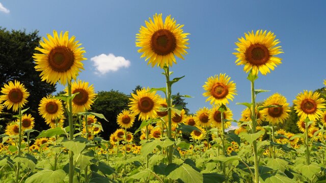 昭和記念公園のひまわり