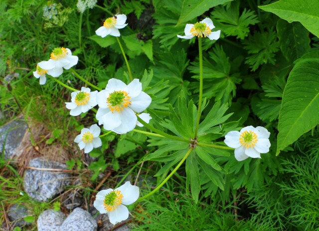 夏の高山植物