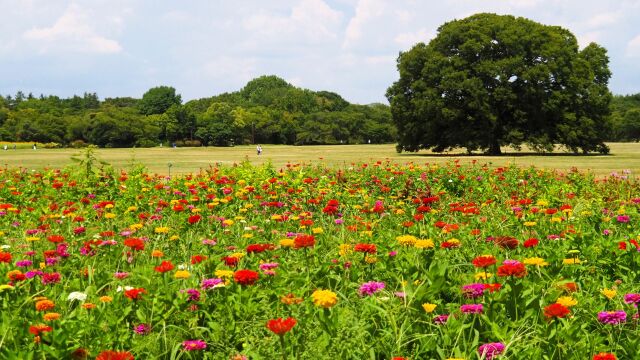 夏の昭和記念公園