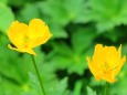 夏の高山植物