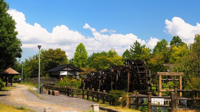 夏の砺波チューリップ公園