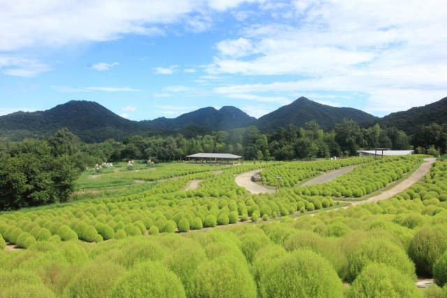 まんのう公園 のコキア