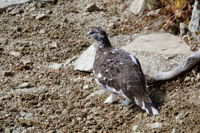 弓折岳の雄雷鳥3