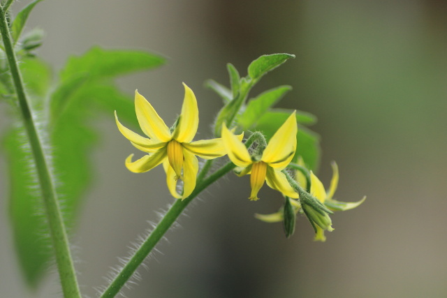 プチトマトの花