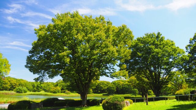 夏の昭和記念公園