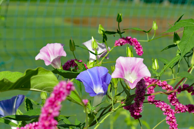 散歩道の花 2023-9-6