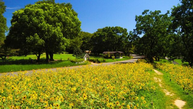 昭和記念公園のひまわり