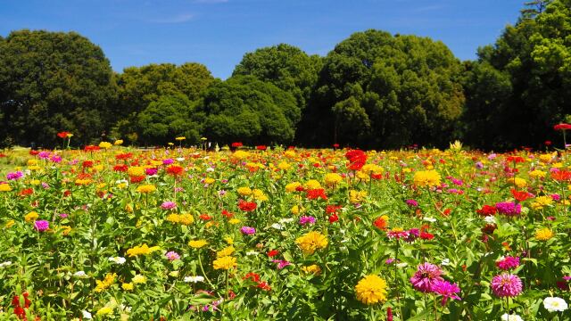 昭和記念公園のジニア