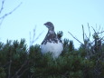 弓折岳の雄雷鳥8