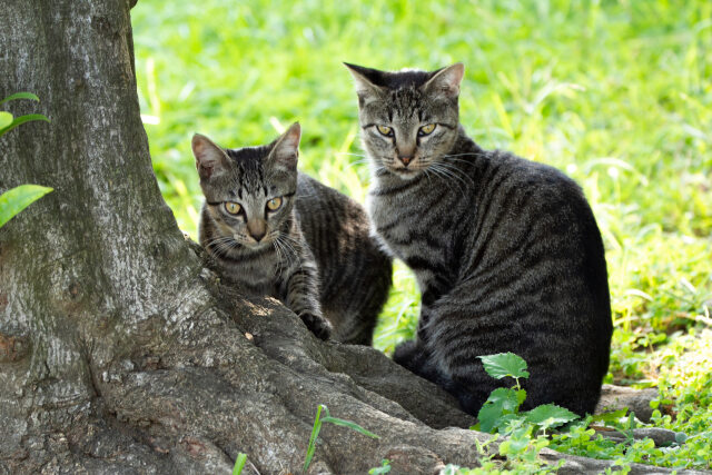 近所の猫