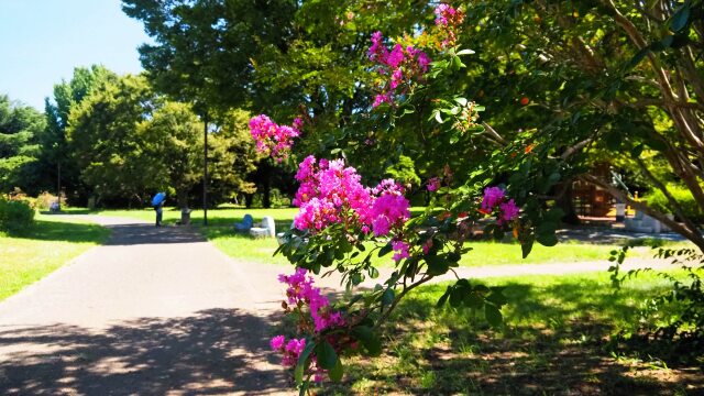 昭和記念公園のサルスベリ