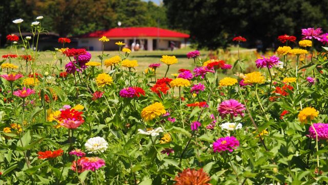 昭和記念公園のジニア