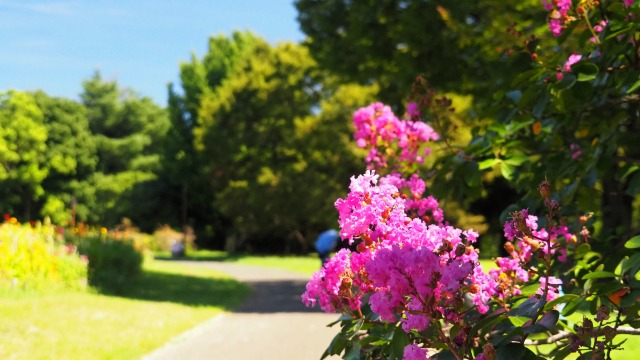 昭和記念公園のサルスベリ