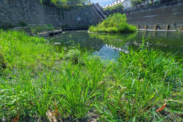 夏草茂る遊水地