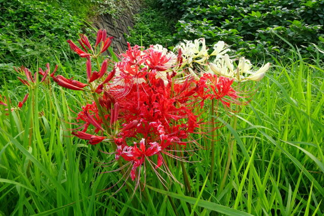 遠ざかる夏 彼岸花咲いて