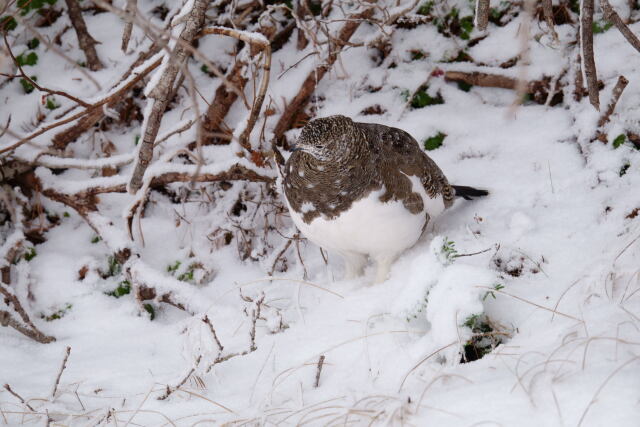 蝶ヶ岳の雌雷鳥2