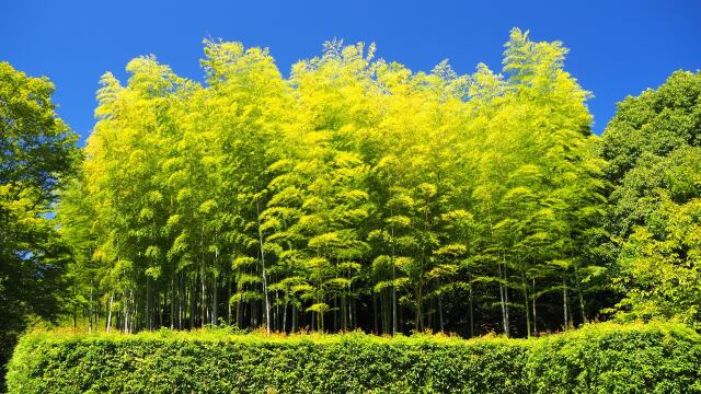 昭和記念公園の竹林