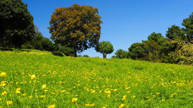 昭和記念公園のコスモス