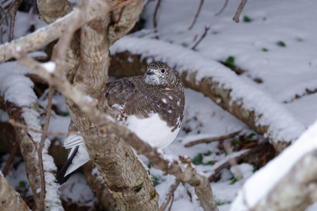 蝶ヶ岳の雌雷鳥4