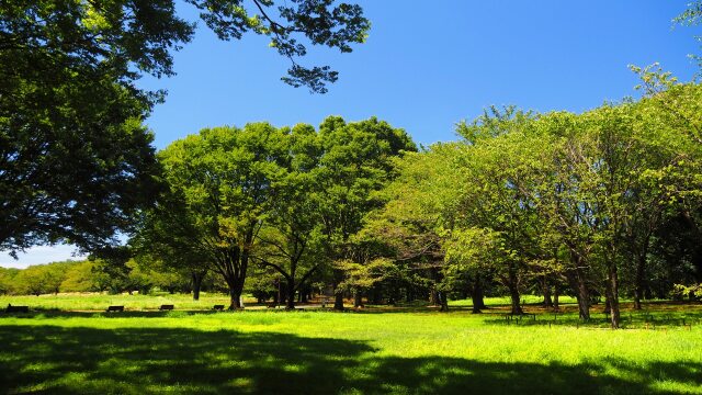 秋の昭和記念公園