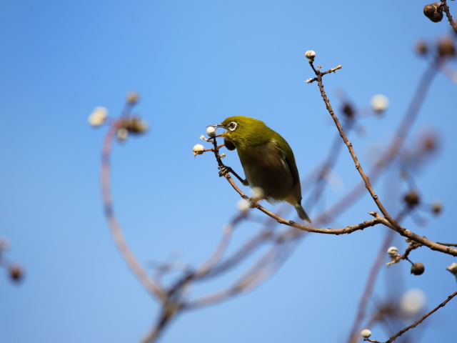 ウメジロー