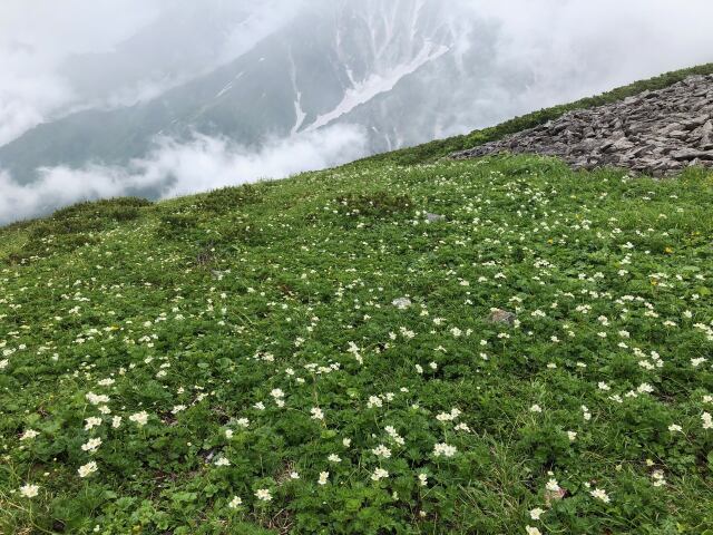 お花畑