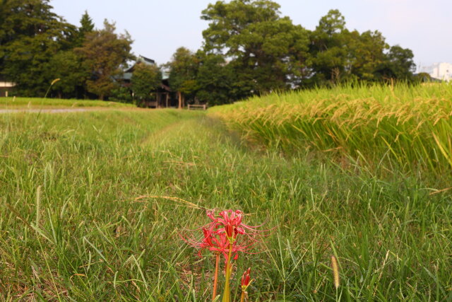 実りの秋