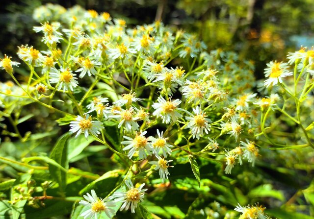 秋の高山植物