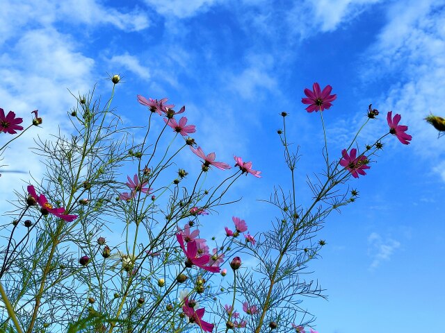 秋の空と花